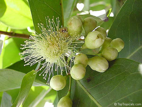 Syzygium samarangense, Syzygium javanicum, Eugenia javanica, Wax jamboo, Java apple, Macopa