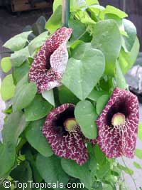 Aristolochia gigantea, Calico Flower, Giant Pelican Flower