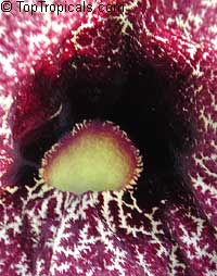 Aristolochia littoralis, Aristolochia elegans, Elegant Dutchmans Pipe, Calico Flower