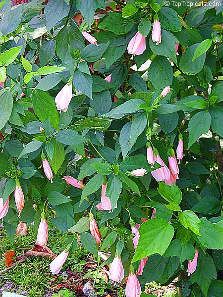 Malvaviscus arboreus penduliflorus Rosea   (Peach)