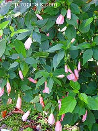 Malvaviscus arboreus penduliflorus Rosea (Peach)

Click to see full-size image