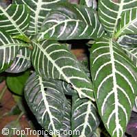Aphelandra squarrosa, Zebra Plant