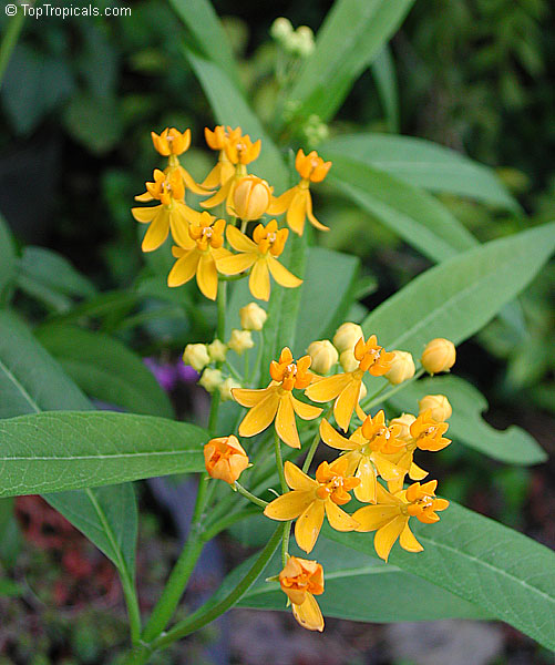 Asclepias curassavica - Yellow Milkweed, Butterfly Weed 