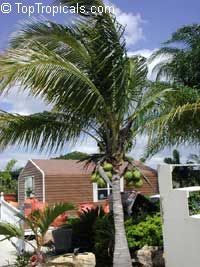 Cocos nucifera, Coconut Palm, Coco-do-baia

Click to see full-size image