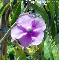 Brunfelsia magnifica Floribunda, Morning, Noon and Night

Click to see full-size image