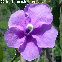 Brunfelsia magnifica Floribunda, Morning, Noon and Night

Click to see full-size image
