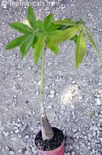 Pachira glabra, Bombax glabrum, French Peanut, Guiana Chestnut, Provision Tree, Money Tree, Saba Nut

Click to see full-size image