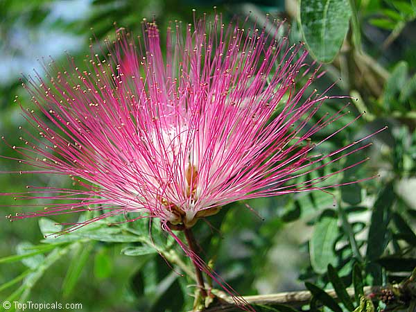 Calliandra surinamensis, Surinam Powder Puff, Pink Powder Puff, Surinamese Stickpea, Officiers-kwast
