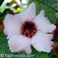 Strophanthus gratus, Climbing oleander, Cream Fruit, Rose allamanda

Click to see full-size image