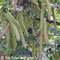 Senna floribunda, Cassia floribunda, Golden Showy Cassia, Devils Finger

Click to see full-size image
