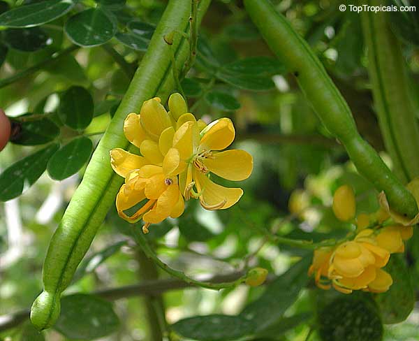 Senna floribunda, Cassia floribunda, Golden Showy Cassia, Devils Finger