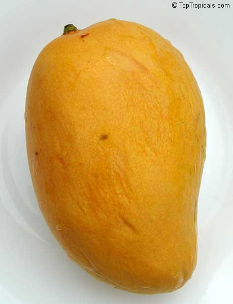 Mangifera indica, Mango. Mango Mallica
