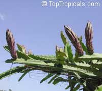 Hylocereus sp., Pitaya, Pitahaya, Dragon Fruit, Strawberry Pear

Click to see full-size image