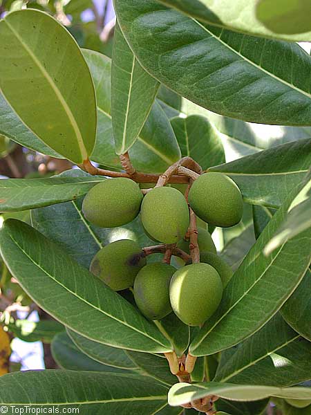 Noronhia emarginata, Madagascar olive