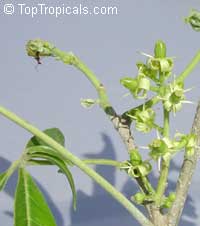 Casimiroa edulis, White Sapote

Click to see full-size image