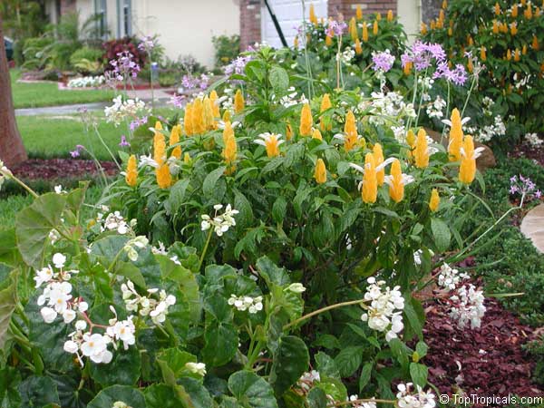 Pachystachys lutea, Yellow Shrimp Plant, Golden Shrimp Plant, Lollipop Plant, Candle Plant