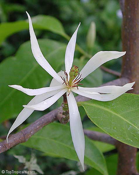 Magnolia x Alba, Michelia x Alba, White Champak, Pak-Lan, Banana Shrub, Cempaka Putih, Bai Yu Lan ( white-jade flower), Bai Yu Lan, Safa
