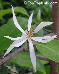 Magnolia (Michelia) x alba - White Champaka, grafted

Click to see full-size image