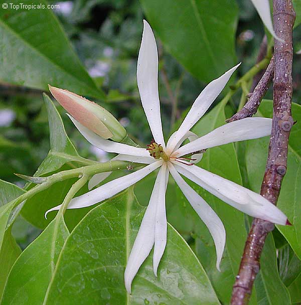 Magnolia x Alba, Michelia x Alba, White Champak, Pak-Lan, Banana Shrub, Cempaka Putih, Bai Yu Lan ( white-jade flower), Bai Yu Lan, Safa