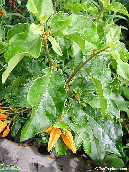 Juanulloa aurantiaca, Juanulloa mexicana, Gold Finger Plant, Mexican Spoon Flower