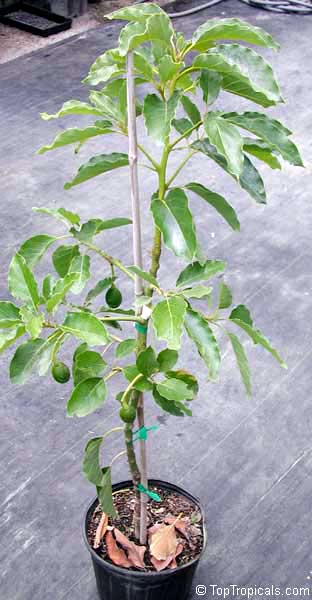 Persea americana, Persea gratissima, Avocado, Alligator Pear, Aguacate, Abacate. Fruiting tree in 3 gal container