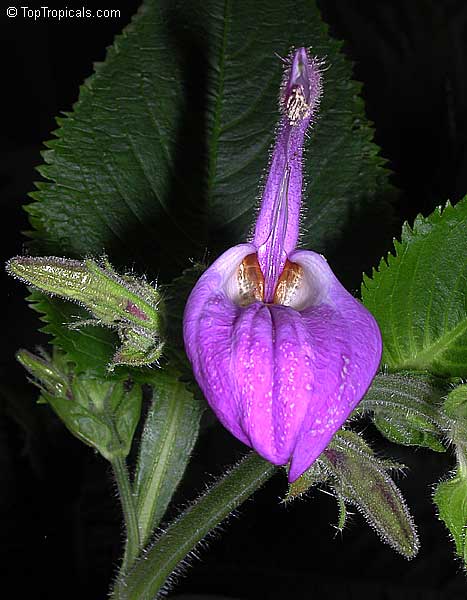 Brillantaisia guianensis, Leucorhaphis lamium, Brillantaisia nitens, Tropical Giant Salvia, Fiddle Leaf 
