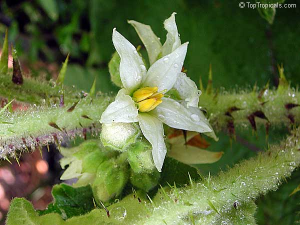 Solanum quitoense, Solanum angulatum, Naranjilla, Naranjillo, Lulo