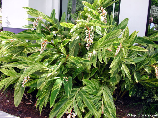 Alpinia formosana x zerumbet Variegata, Variegated ginger