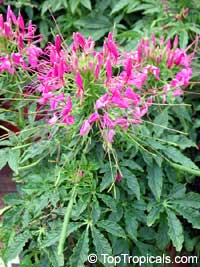 Cleome hassleriana, Cleome spinosa, Spider Flower, Crown Flower

Click to see full-size image
