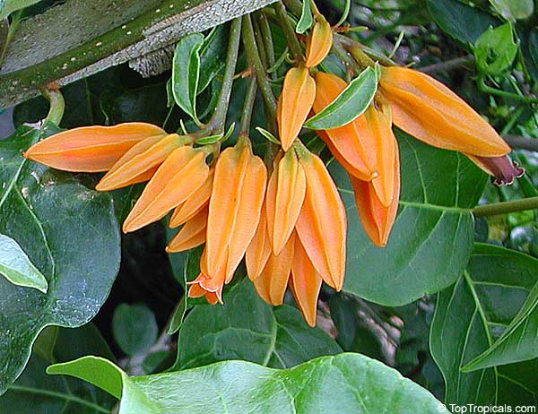 Juanulloa aurantiaca - Gold Finger plant, Mexican Spoon Flower