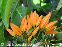 Juanulloa aurantiaca, Juanulloa mexicana, Gold Finger Plant, Mexican Spoon Flower

Click to see full-size image