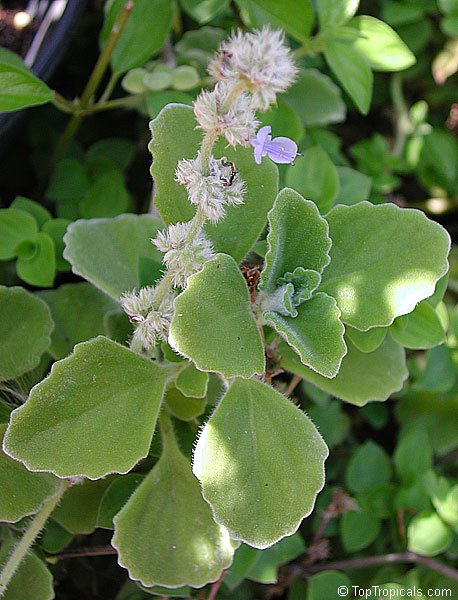 Plectranthus tomentosus, Plectranthus hadiensis var. tomentosus , Camphor Plant, Camphor Basil, Vicks Plant, Succulent Coleus