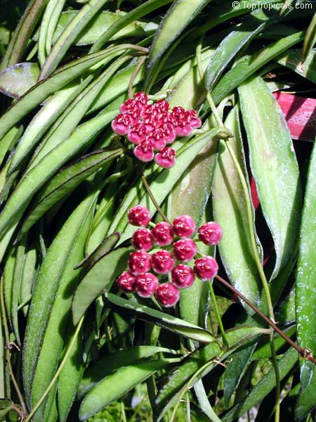Hoya wayetii, Hoya kentiana, Wax Plant
