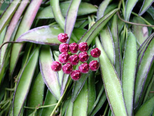 Hoya wayetii, Hoya kentiana, Wax Plant
