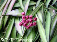 Hoya wayetii, Hoya kentiana, Wax Plant

Click to see full-size image