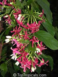 Quisqualis hybrid Thailand, Thai Double Flower Rangoon Creeper

Click to see full-size image