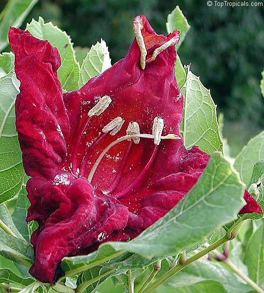 Weekly Garden Highlight: Sausage Tree (Kigelia africana) - South Coast  Botanic Garden Foundation