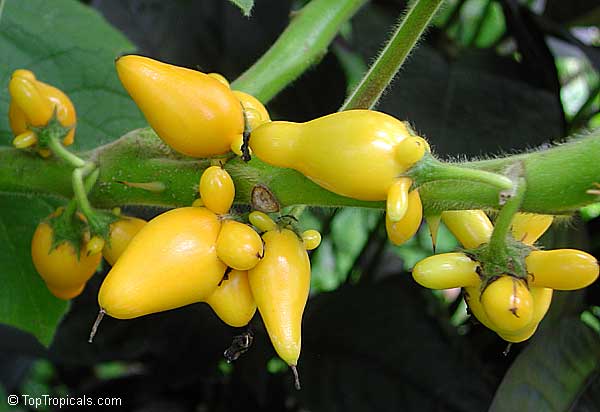 Solanum mammosum, Nipple Fruit, Tit Plant, Apple of Sodom, Terong Susu, Cows Udder, Nyun Wenkibobi, Soresumba, Mackaw Bush, Titty Fruit, Pig Face