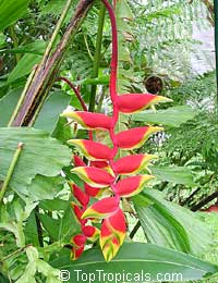 Heliconia rostrata, Bihai rostrata, Lobster Claw, Parrot's beak

Click to see full-size image