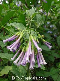 Iochroma warscewiczii, Purple bells

Click to see full-size image