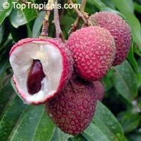 Litchi chinensis - Sweetheart lychee, Air-layered

Click to see full-size image