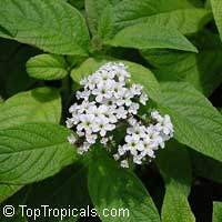 Heliotropium peruviana Alba, Heliotropium arborescens, White Turnsole