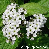Heliotropium peruviana Alba, Heliotropium arborescens, White Turnsole