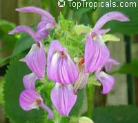 Brillantaisia guianensis, Leucorhaphis lamium, Brillantaisia nitens, Tropical Giant Salvia, Fiddle Leaf 

Click to see full-size image