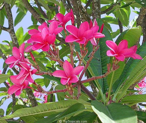 Plumeria rubra Pink, Frangipani, Temple tree, Calachuchi