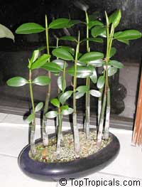 Rhizophora mangle - Red mangrove, 3 seedlings

Click to see full-size image