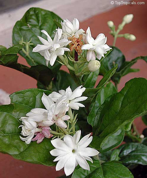 Jasminum sambac Mysore Mulli, Mysore Mulli