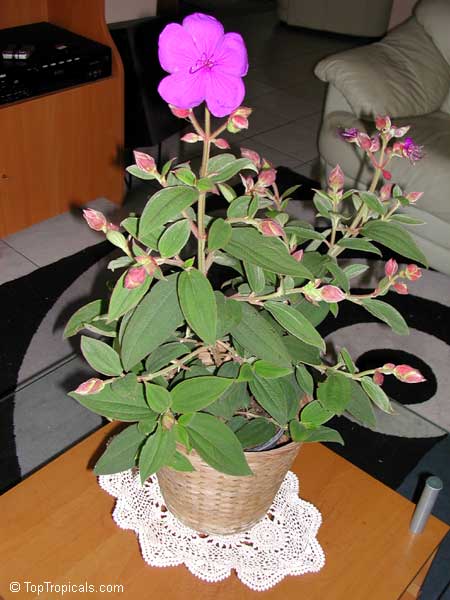 Tibouchina urvilleana, Tibouchina semidecandra, Lasiandra semidecandra , Glory Flower, Princess Flower