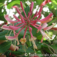 Lonicera x heckrottii, Everblooming Honeysuckle, Gold Flame Honeysuckle

Click to see full-size image