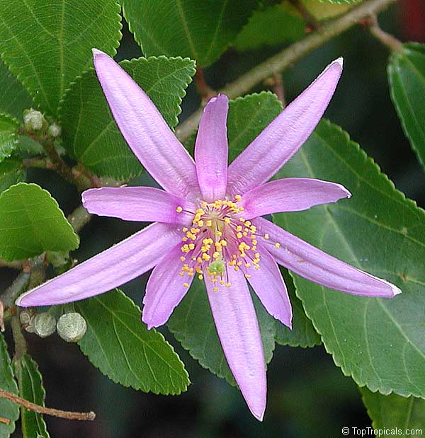 Grewia occidentalis, Lavender Star Flower